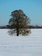 Beautiful landscape of the snowy field, with the colorful tree, near the other trees, at blue sky on background