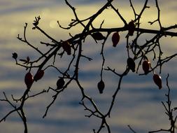 Silhouette of the beautiful rose hip branches, at blue sky with clouds on background