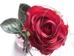 absolutely beautiful Red Flower