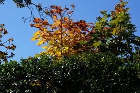 Fall Leaves Seasons bkue sky
