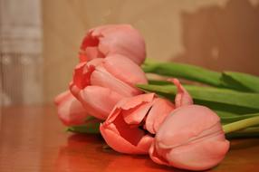 Beautiful pink tulip flowers with green leaves on the wooden table