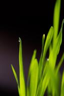 Grass Growing Green on a blurred background