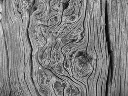 Black and white photo of the wood, with the patterns