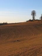 Field Labour tree