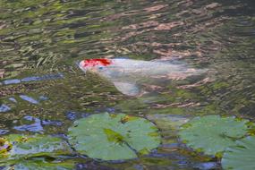 Carp Koi in the pond close-up