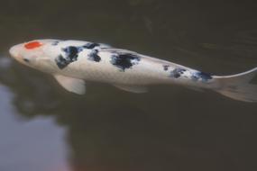 Beautiful and colorful Koi carp in the pond, in Japan