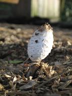 Coprinopsis, cup Mushroom