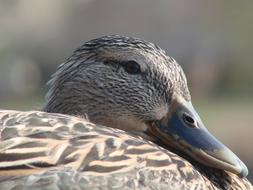 Duck Resting Female close-up on blurred background