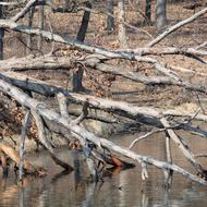 fallen dry tree in the lake