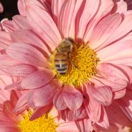 Bee Pollinating
