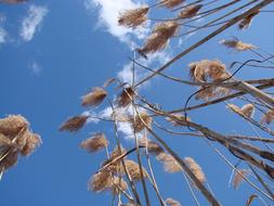 Tall Grass at Sky