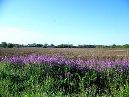 Flowers Country Rural on a sunny day