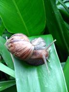 Rain Snail in Singapore