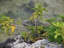 Iguana, Lizard hiding in shrubs