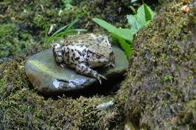 Colorful and cute, patterned toad on the rock, among the green plants