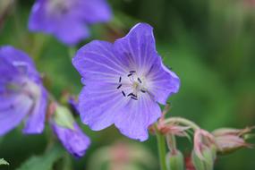 goodly Geranium Pratense Meadow