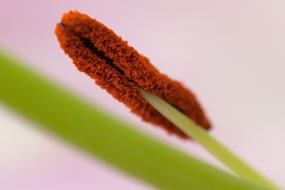 red Anther Close-Up