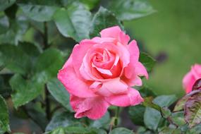 Beautiful, pink wild rose flowers with green leaves