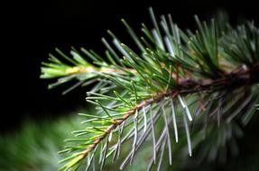 Pine Needle Twig green