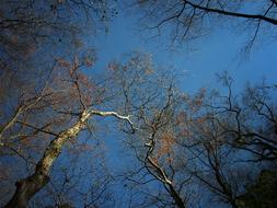 Beautiful and colorful trees in Hakone, Japan, under the blue sky