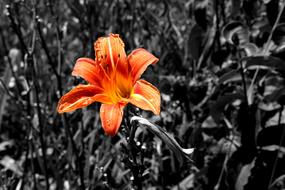 day Lily, Orange flower at grey background