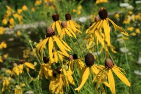 Yellow SunFlowers in garden