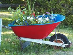 Wheelbarrow with Flowers, garden decoration