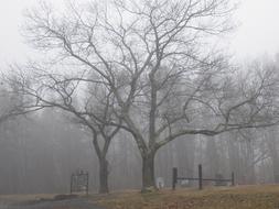 Grave trees fog smoke