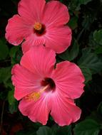 Hibiscus Pink Flowers garden