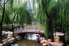 Bridge Arch trees garden