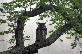 Beautiful and colorful, Great Horned Owl on the green tree at summer