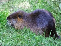 Nutria in green grass close up