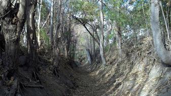 Erosion Canal Irrigation dead trees