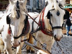 white Horses Team
