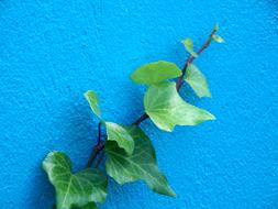 Ivy plant with green leaves, on the blue wall