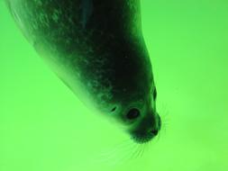 Seal Head at green background