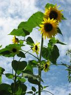 Sunflower Yellow in Garden