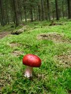 Shiny, red and white mushroom, among the beautiful and colorful forest in Europe, in the autumn