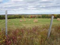 hay on a green field