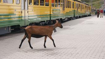 Goat and Railway