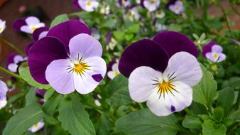 Pansy Flower purple
