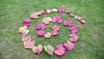 Beautiful and colorful coil made of leaves, on the green grass