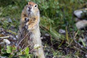 a marmot gnaws a branch in Denali National Park