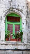 Green Window and flowers