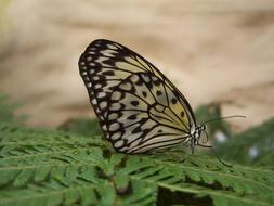 black white Butterfly on fern leaf close-up on blurred background