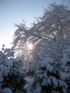 Beautiful, snowy plants, at colorful and beautiful sunset, in the winter