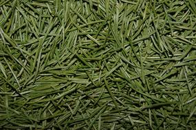 Close-up of the pile of the beautiful, green pine needles, on the Christmas