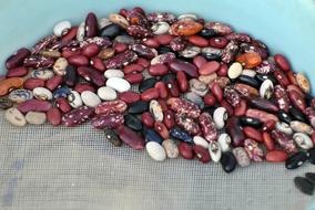 a bunch of beans of different colors