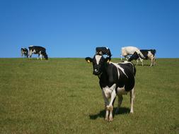 black and white domestic cows graze in the meadow