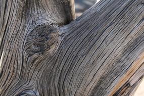 Tree Wood structure